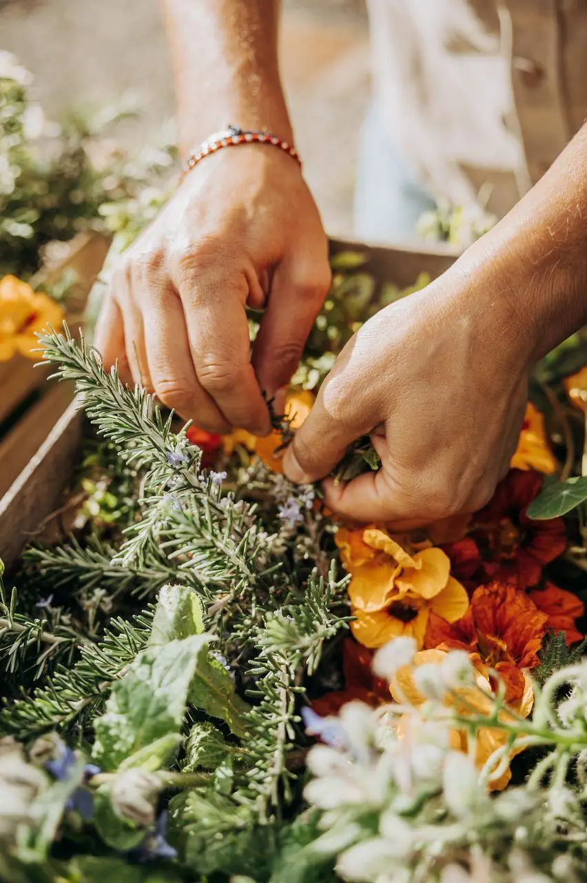 Raccolta di erbe aromatiche e fiori commestibili dall'orto